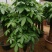 白云区大盆精品发财树盆栽2022春节绿植风水广州同城配送