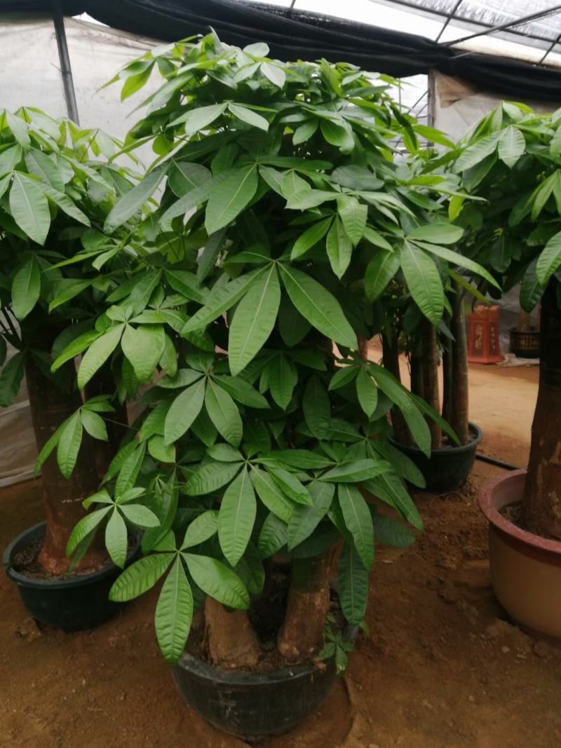 白云区大盆精品发财树盆栽2022春节绿植风水广州同城配送