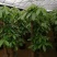 白云区大盆精品发财树盆栽2022春节绿植风水广州同城配送