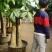 白云区大盆精品发财树盆栽2022春节绿植风水广州同城配送