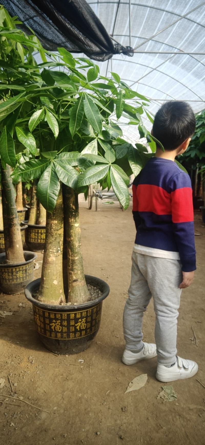 白云区大盆精品发财树盆栽2022春节绿植风水广州同城配送