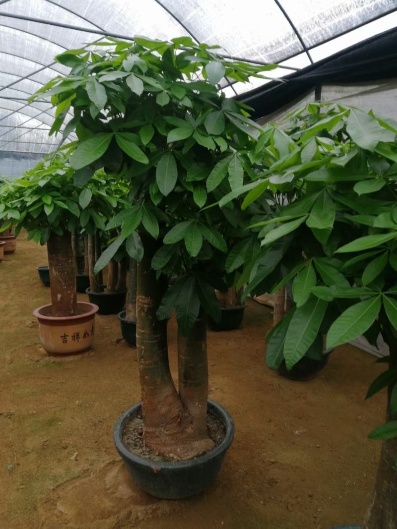 白云区大盆精品发财树盆栽2022春节绿植风水广州同城配送