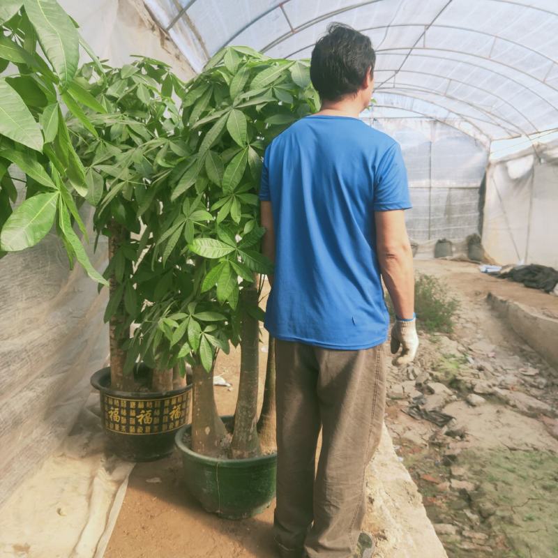 白云区大盆精品发财树盆栽2022春节绿植风水广州同城配送