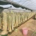 白云区大盆精品发财树盆栽2022春节绿植风水广州同城配送