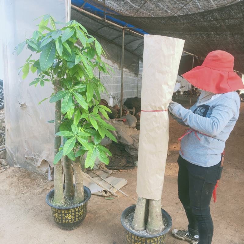 白云区大盆精品发财树盆栽2022春节绿植风水广州同城配送