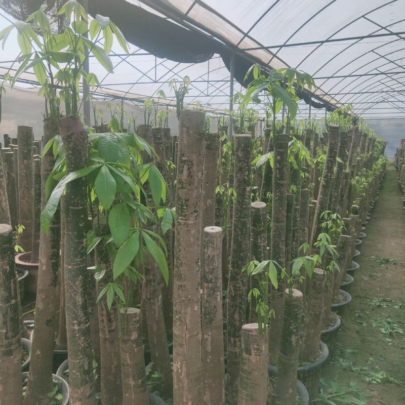 白云区大盆精品发财树盆栽2022春节绿植风水广州同城配送