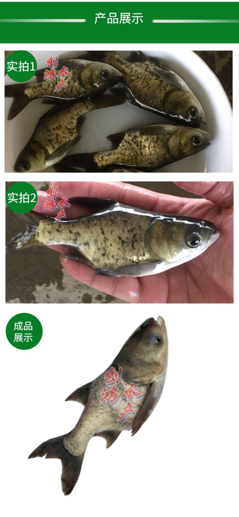 【2023新苗】缩骨大头鱼苗缩骨鱼苗缩骨鳙鱼苗