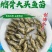 【2023新苗】缩骨大头鱼苗缩骨鱼苗缩骨鳙鱼苗