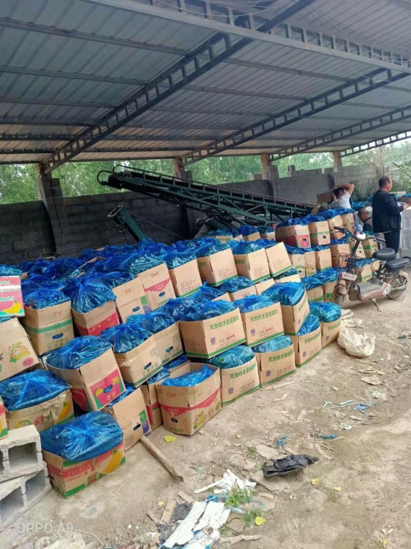 黄瓜基地直供各大市场商超货源充足不计成本只要你的一个好评