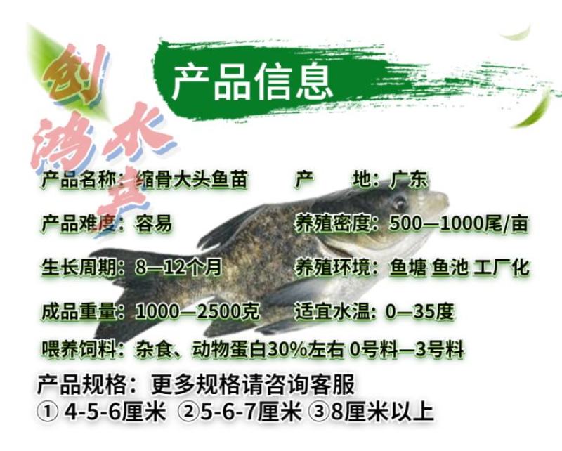 【2023新苗】一级缩骨大头鱼苗缩骨鱼苗缩骨鳙鱼苗