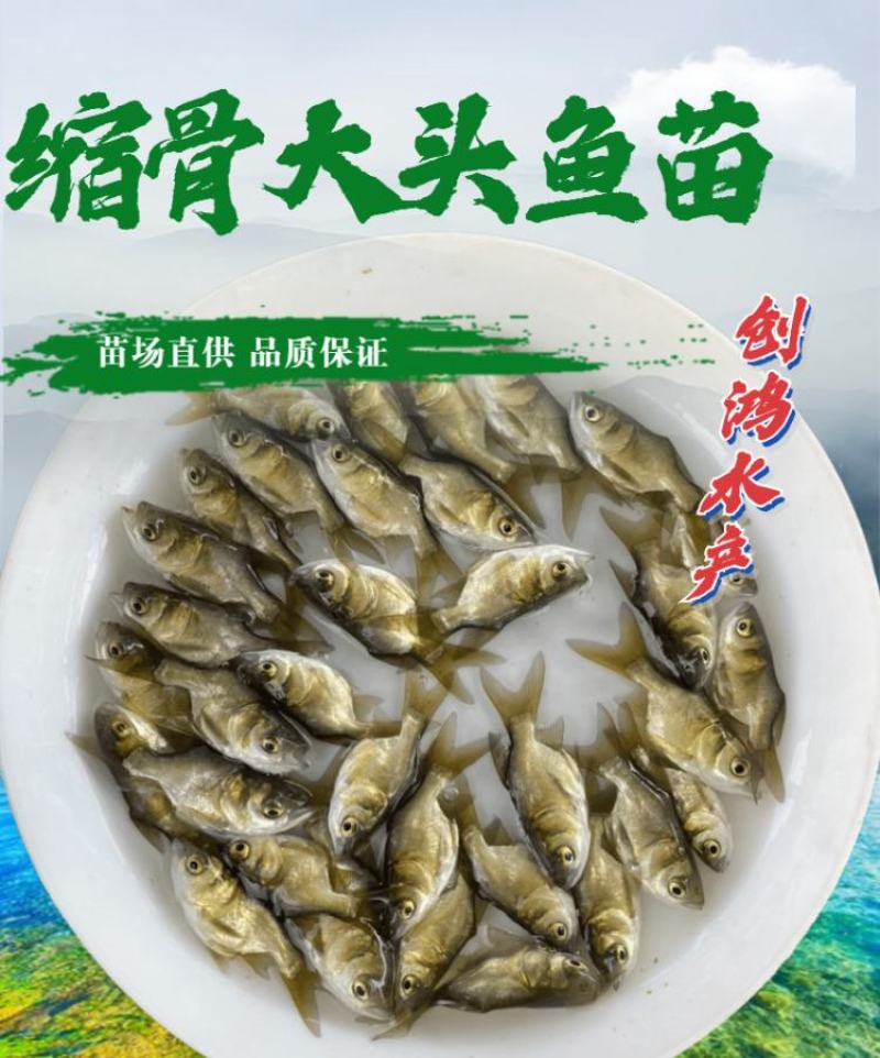 【2023新苗】苗场直供缩骨大头鱼苗缩骨鱼苗缩骨鳙鱼苗