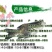 【2023新苗】苗场直供缩骨大头鱼苗缩骨鱼苗缩骨鳙鱼苗