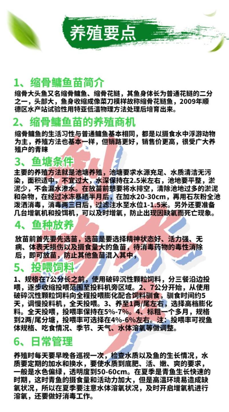 【2023新苗】苗场直供缩骨大头鱼苗缩骨鱼苗缩骨鳙鱼苗