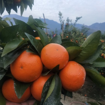 顾客第一，质量保证，沃柑