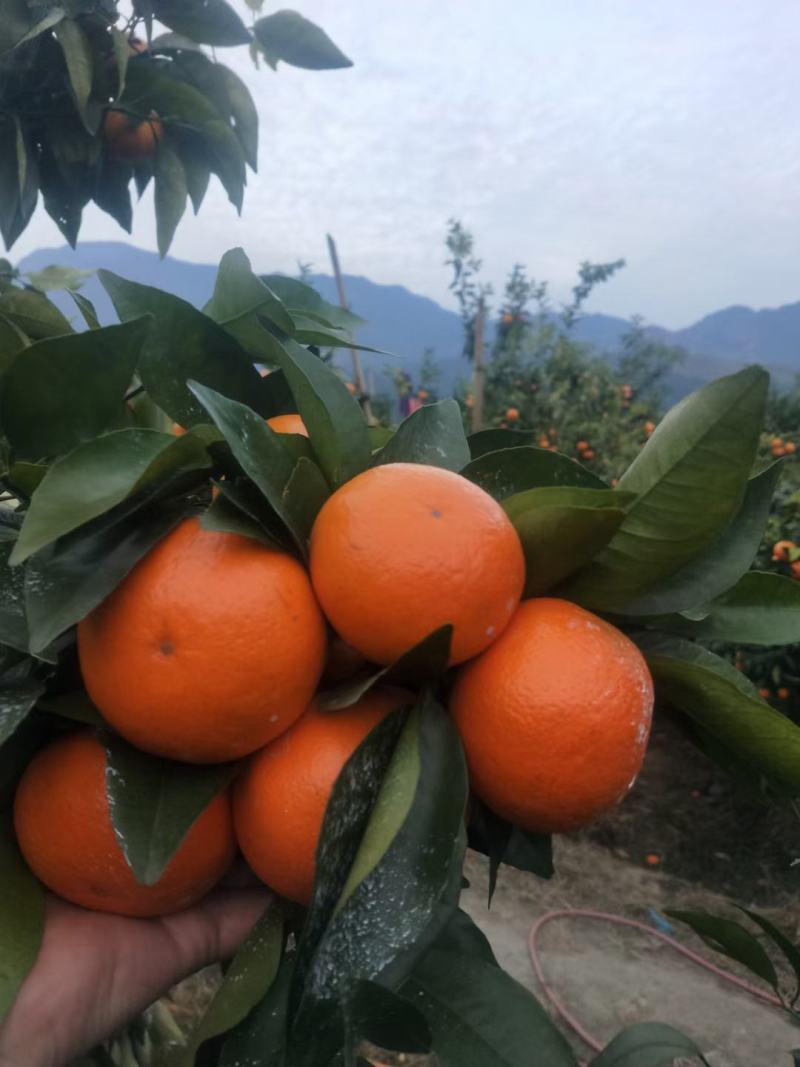 顾客第一，质量保证，沃柑