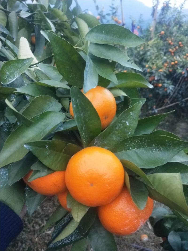 顾客第一，质量保证，沃柑