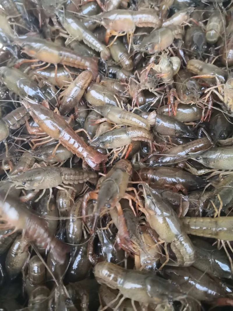 淡水龙虾苗，种苗，质量保证，塘口现场装车