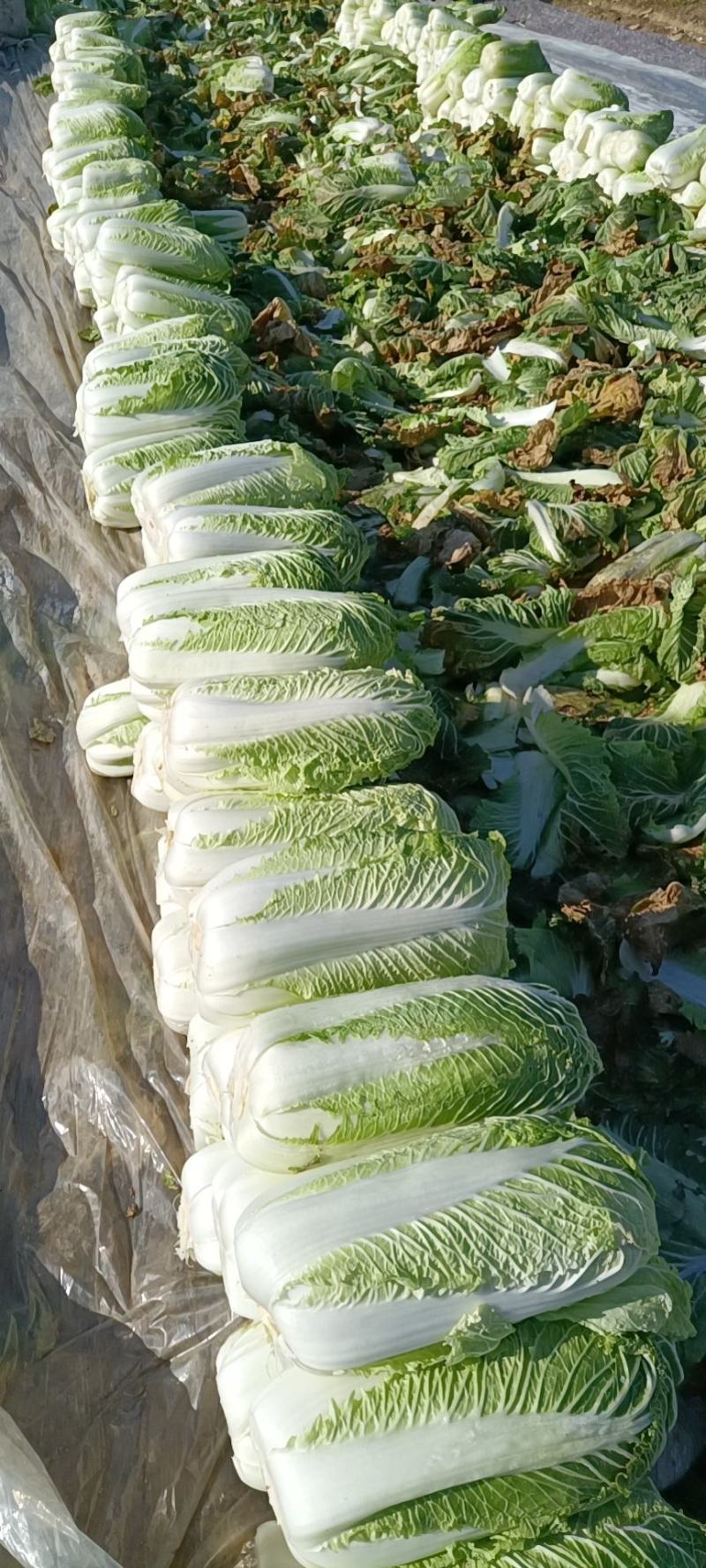 大白菜上巿基地货专业拍摘装团队为你服务！