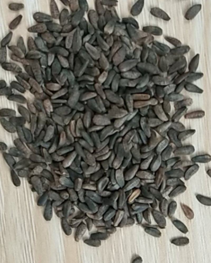 新产大力子牛蒡种子多年生，5斤以上非边远地区包邮！