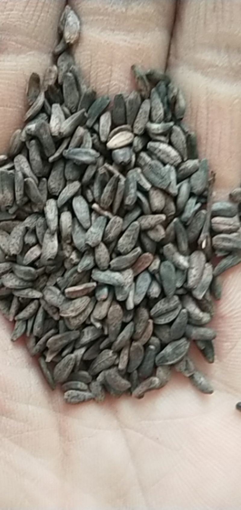 新产大力子牛蒡种子多年生，5斤以上非边远地区包邮！