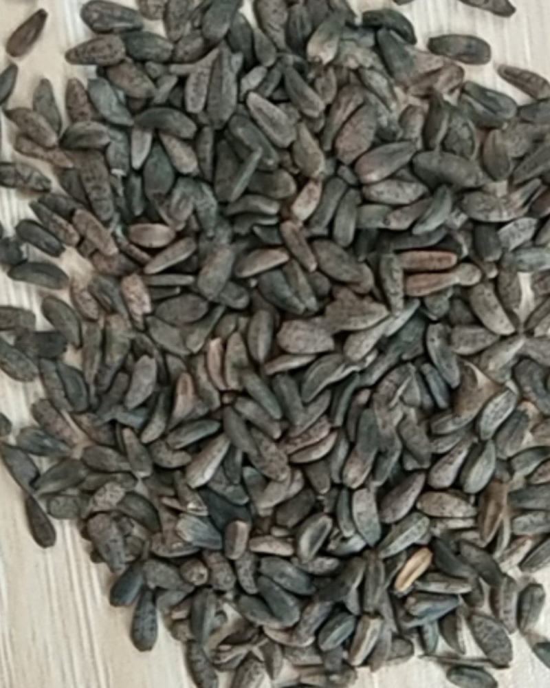 新产大力子牛蒡种子多年生，5斤以上非边远地区包邮！
