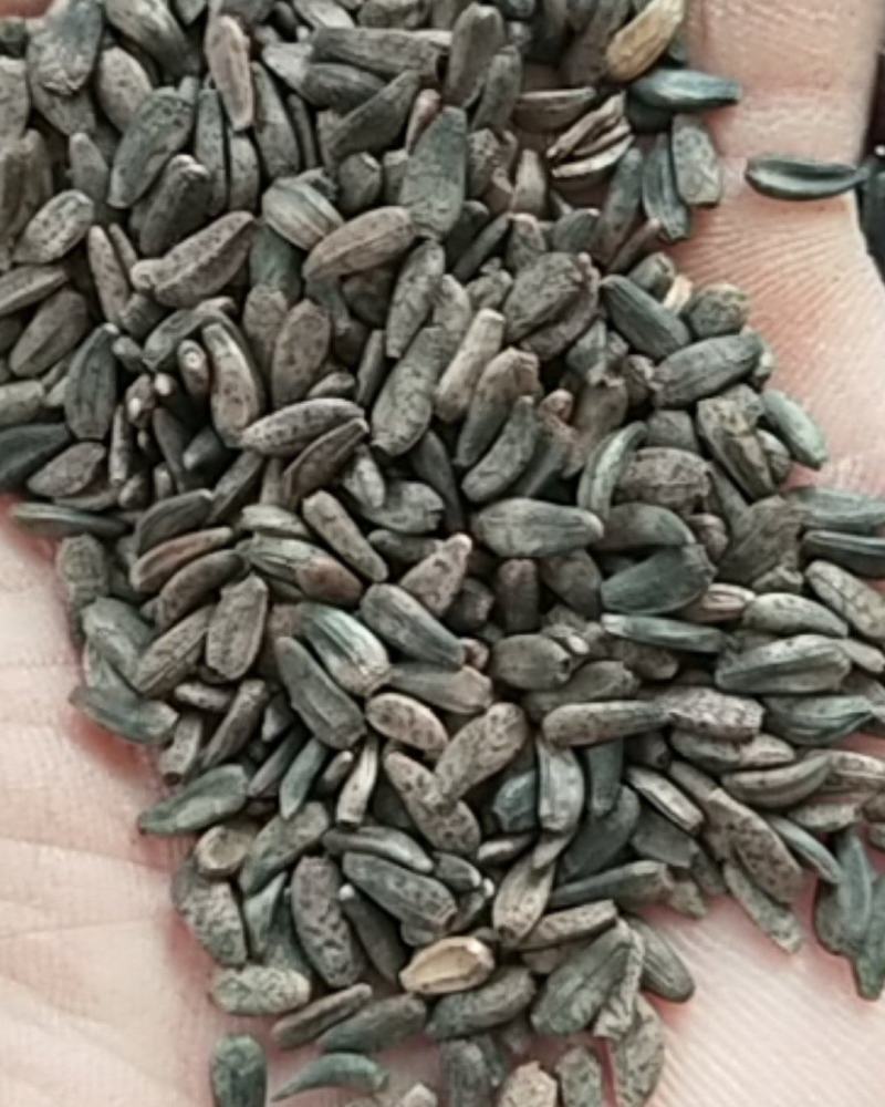 新产大力子牛蒡种子多年生，5斤以上非边远地区包邮！