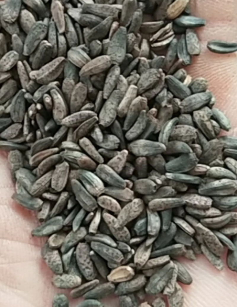 新产大力子牛蒡种子多年生，5斤以上非边远地区包邮！