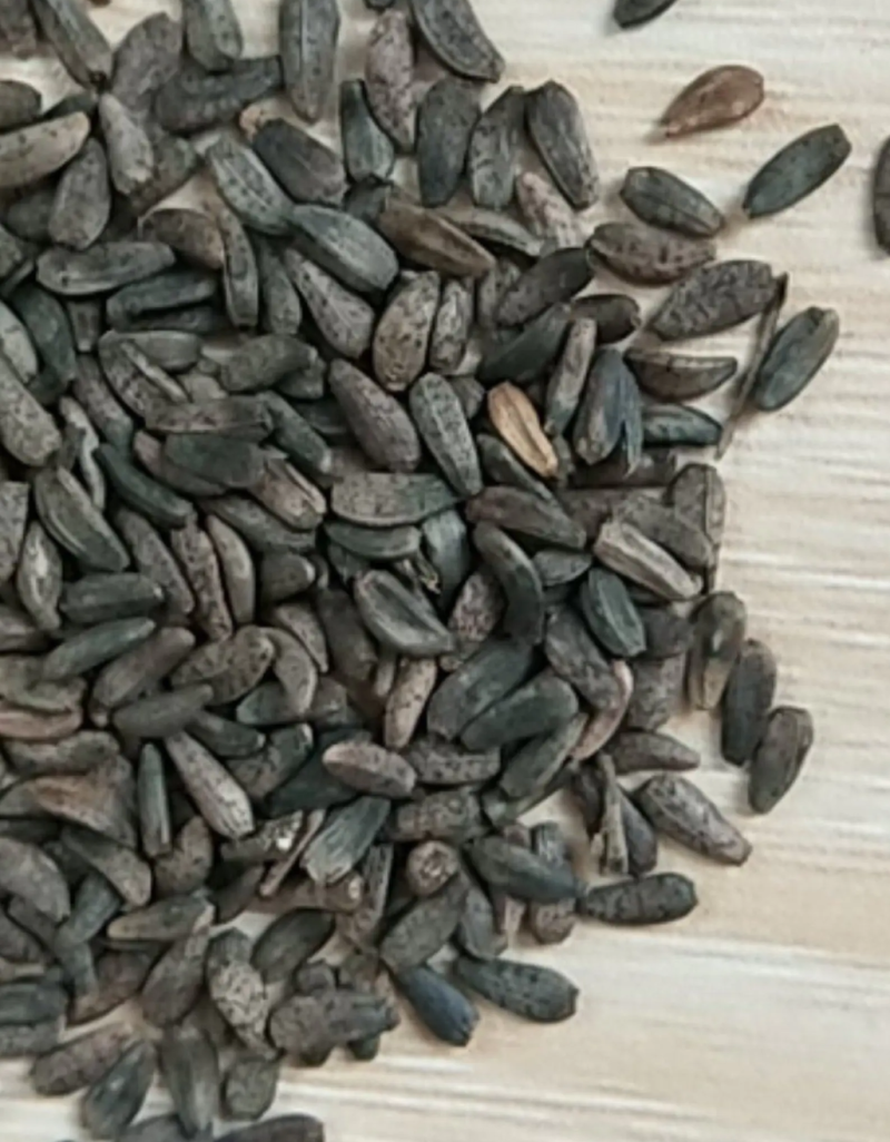 新产大力子牛蒡种子多年生，5斤以上非边远地区包邮！