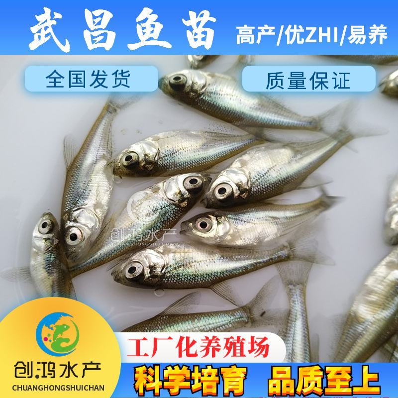 2023新苗武昌鱼鱼苗团头鲂三角鲂武昌鱼水花供应