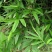 箬竹，绿化竹，粽叶竹，宽箬竹