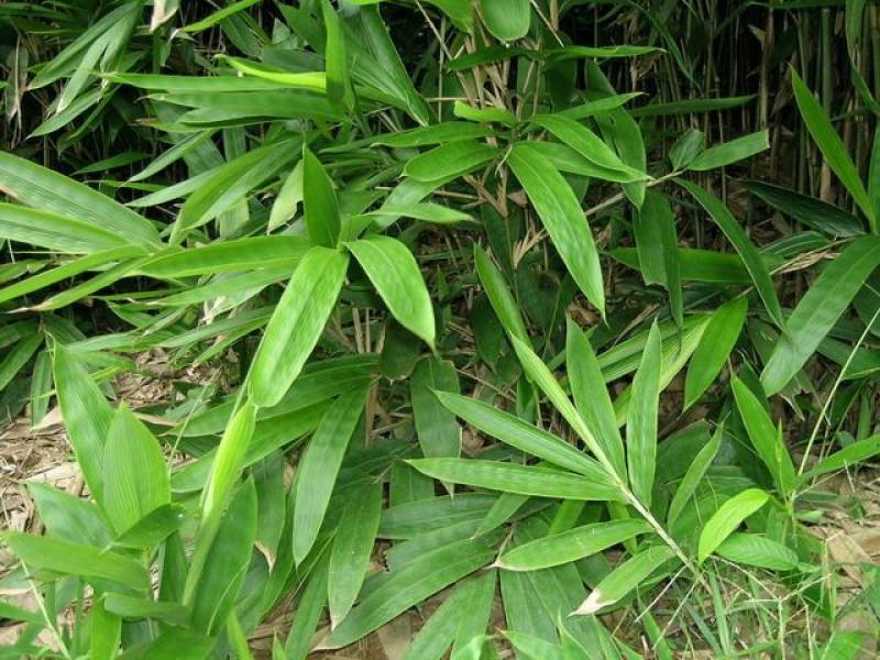 箬竹，绿化竹，粽叶竹，宽箬竹