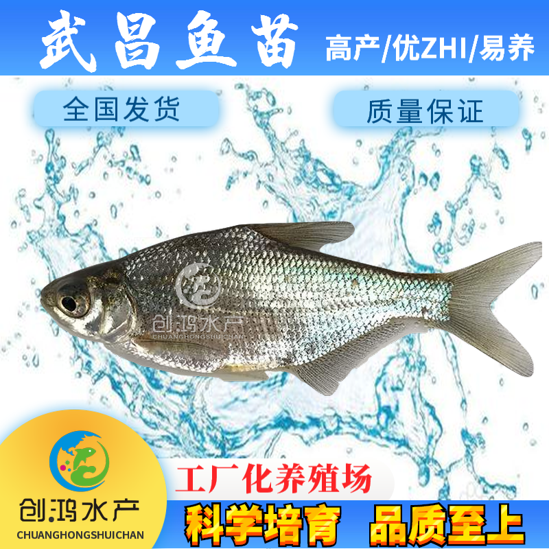 【2023新苗】武昌鱼苗团头鲂鱼苗三角鲂武昌鱼水花