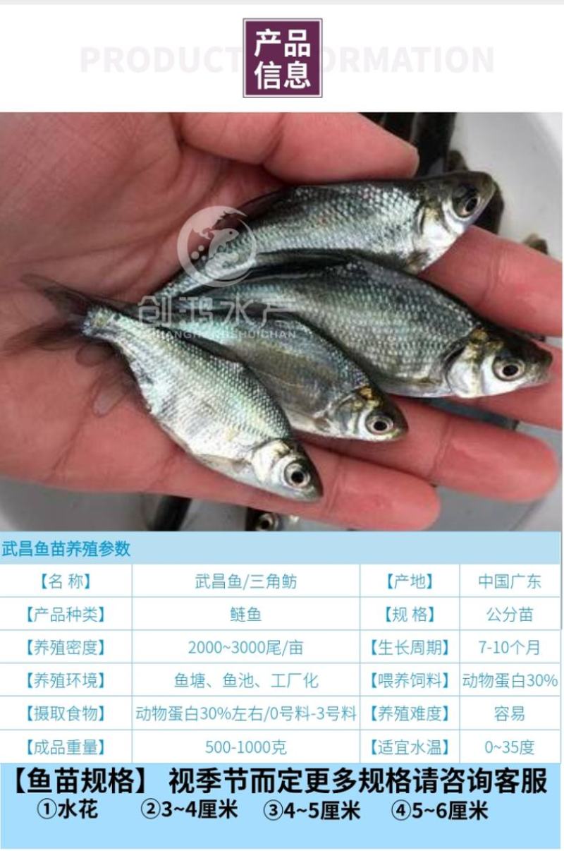 【2023新苗】武昌鱼苗团头鲂鱼苗三角鲂武昌鱼水花