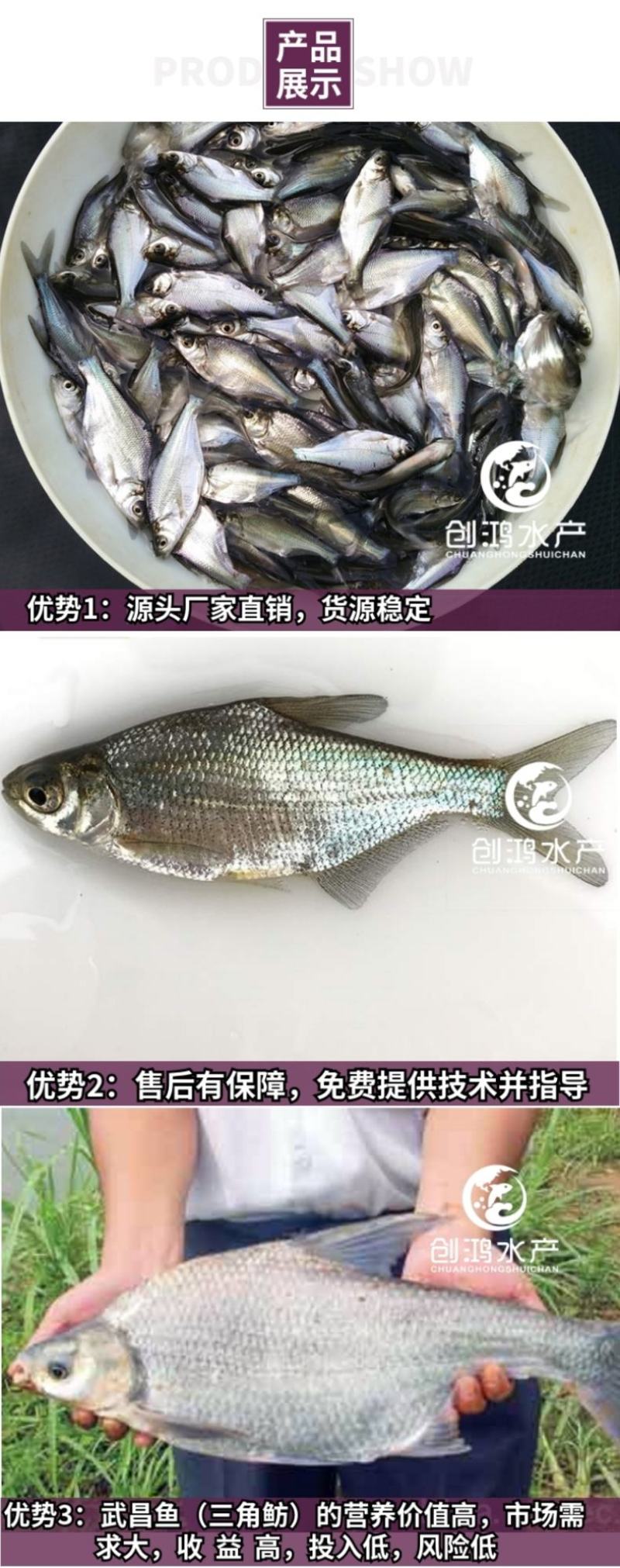 【2023新苗】武昌鱼苗团头鲂鱼苗三角鲂武昌鱼水花