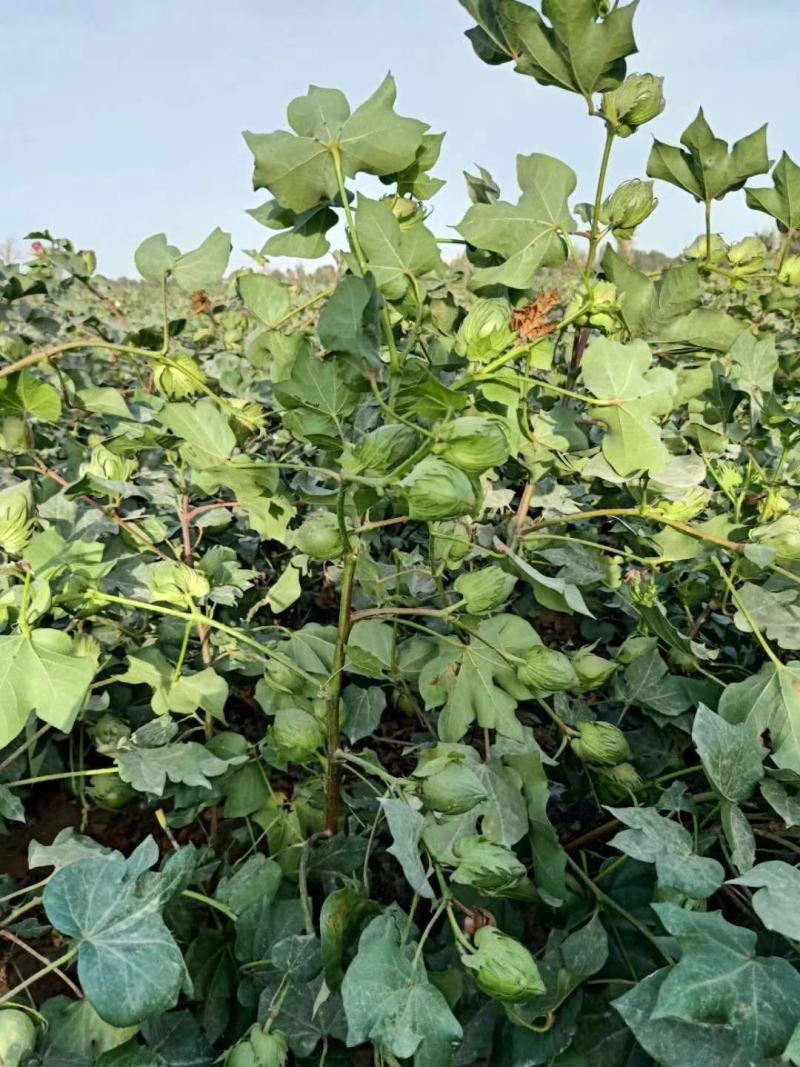 华惠2号国审抗虫杂交转基棉花种
