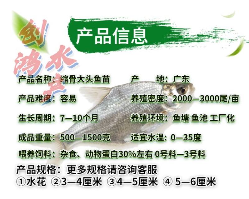 【2023新苗】武昌鱼鱼苗团头鲂缩项鳊鱼武昌鱼水花