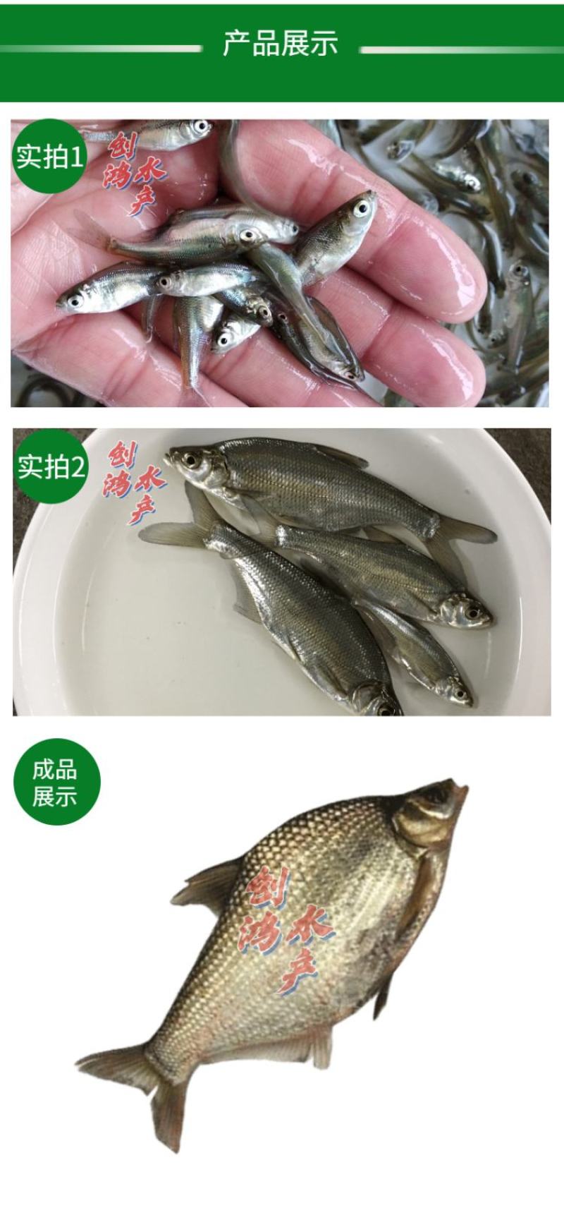 【2023新苗】武昌鱼鱼苗团头鲂缩项鳊鱼武昌鱼水花