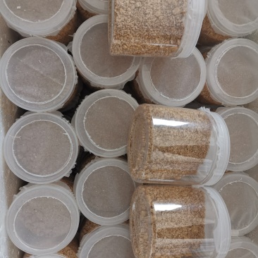 黑水虻卵，普通黑水虻卵