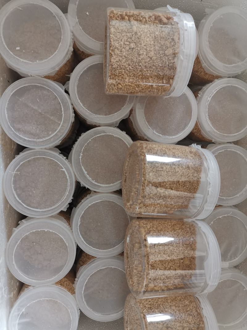 黑水虻卵，普通黑水虻卵