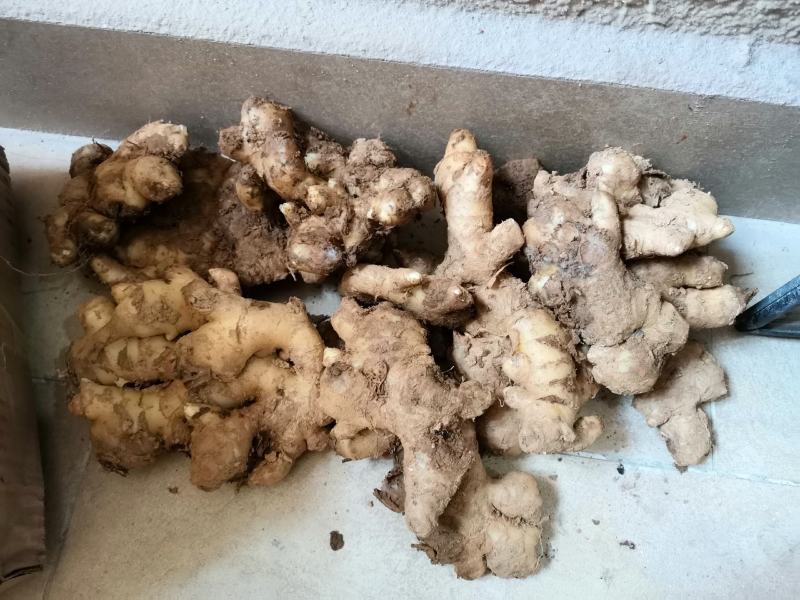 云南文山优质小黄姜姜母云南小黄姜姜母姜种老姜头生姜包邮批