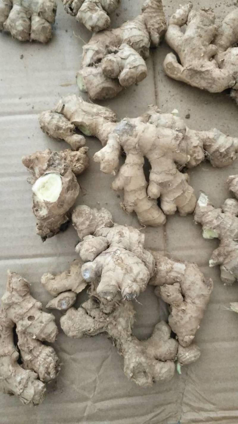 云南文山优质小黄姜姜母云南小黄姜姜母姜种老姜头生姜包邮批