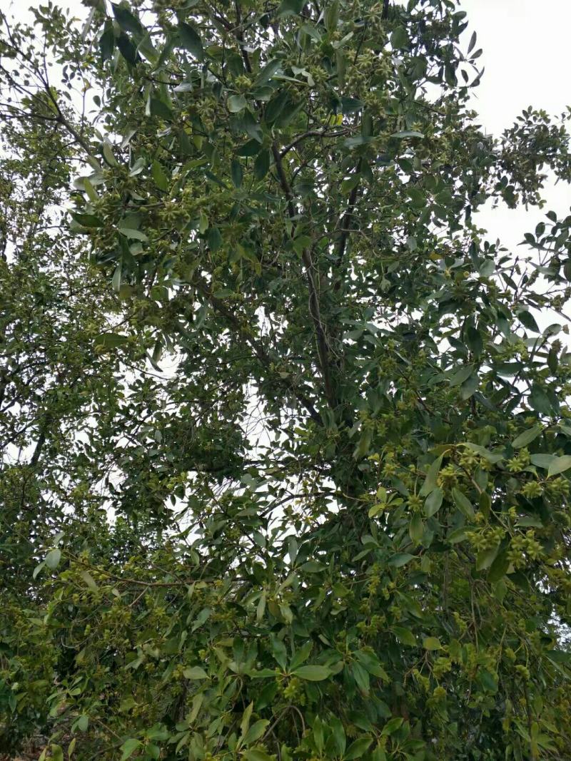 木王矮化八角茴香嫁接苗