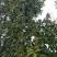 木王矮化八角茴香嫁接苗