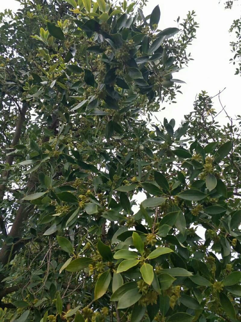木王矮化八角茴香嫁接苗