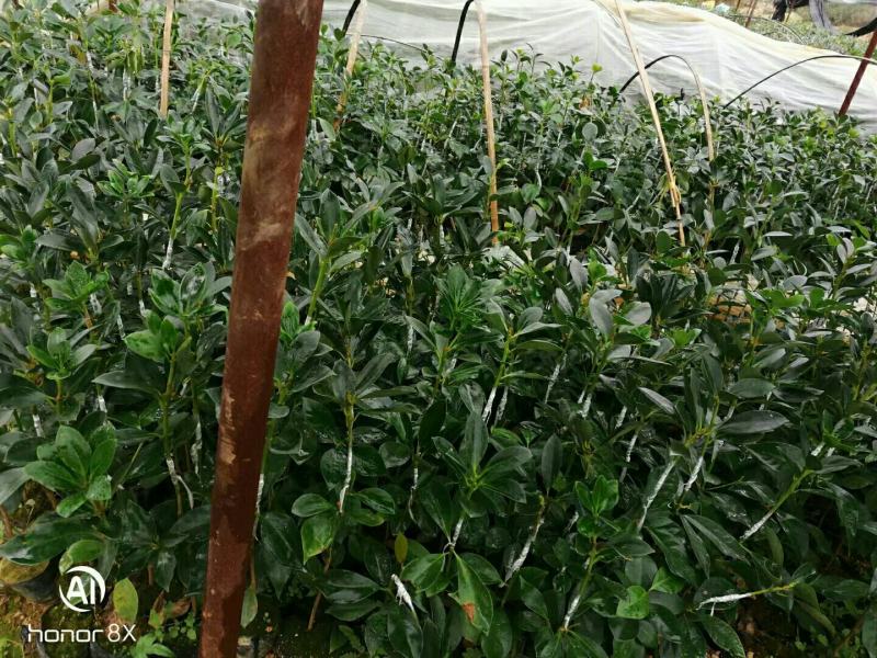 木王矮化八角茴香嫁接苗