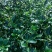 木王矮化八角茴香嫁接苗