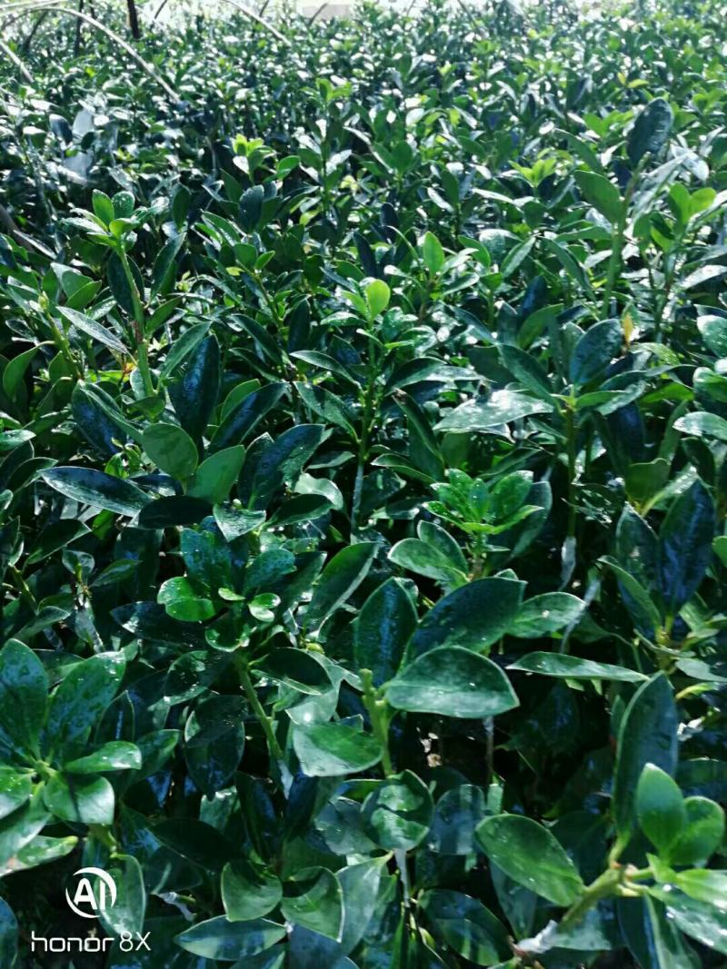 木王矮化八角茴香嫁接苗