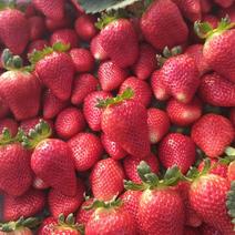 周集草莓基地天仙醉贵妃等奶油草莓