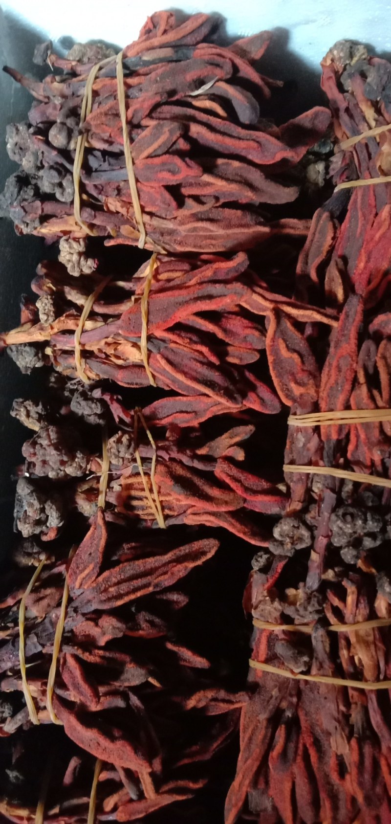 回春草，中药材回春草