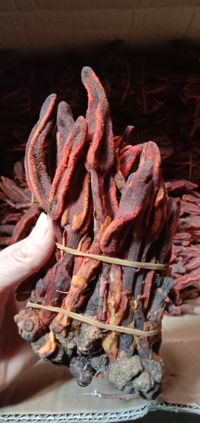 回春草，中药材回春草